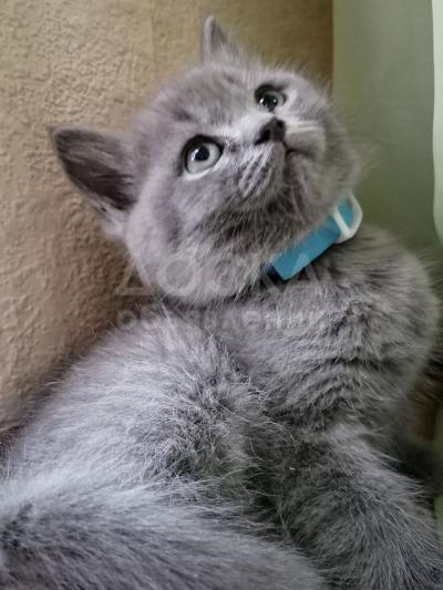 Британские котята