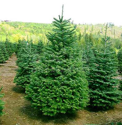 Продаются Елки