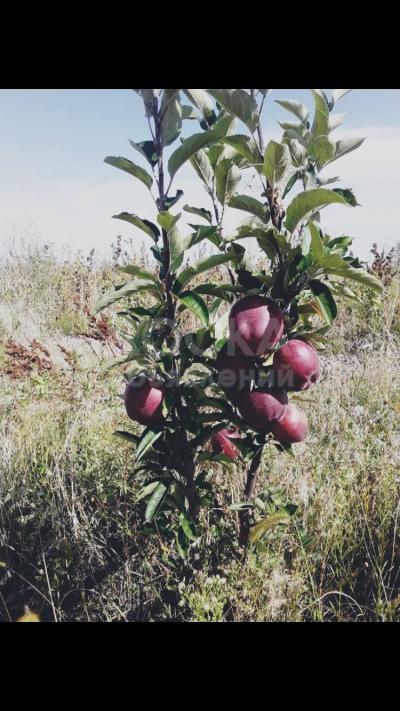 Продаю участок сельхоз назначения, 25 га Кегети.