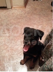 Продаем ротвейлера