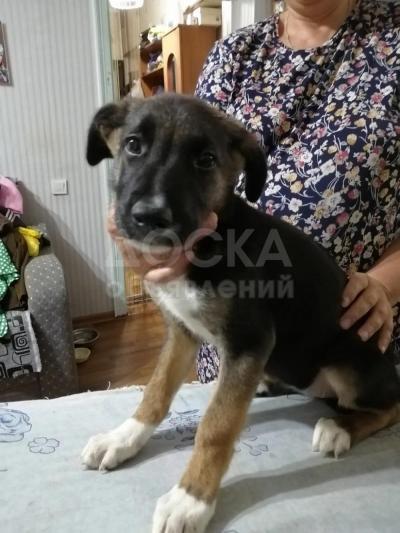 Продаю щенков