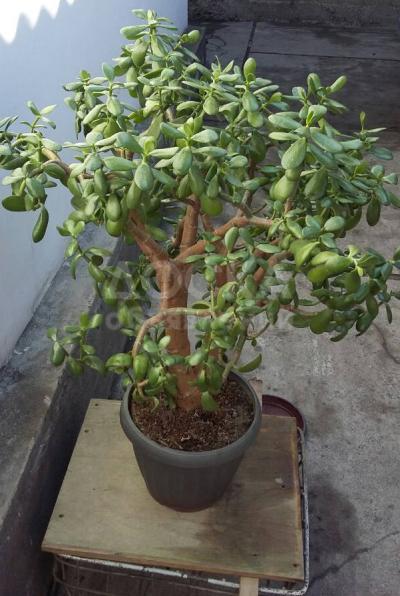 Продаю денежное дерево