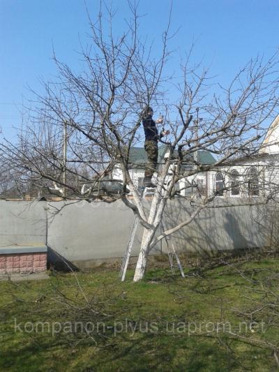 Обрезка и посадка сада