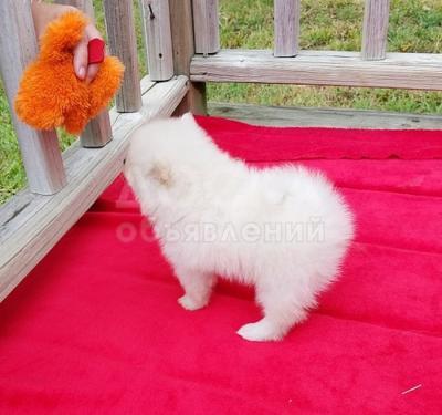 Помераниянын кооз күчүктөрү бар