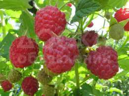 Саженцы Малины, ремонтантная, г. Бишкек, сорт Долгоиграющая,