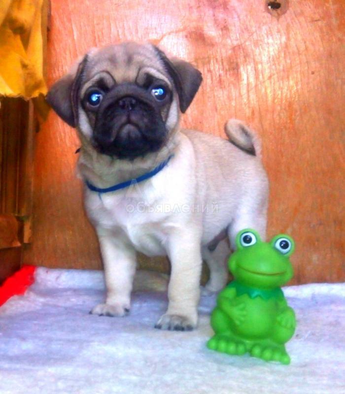 Продаются щенки МОПСА от чемпионов КР