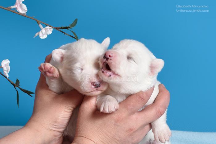 Щенки якутской лайки с Российской родословной!