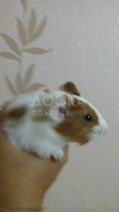 Продается. Морская свинка