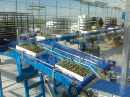 Конвейер для перемещения лотков (кассет) NTI, NTA, NTV URBINATI