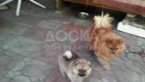 Продается щенок померанского шпица
