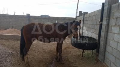 Семиз жылкы сатылат