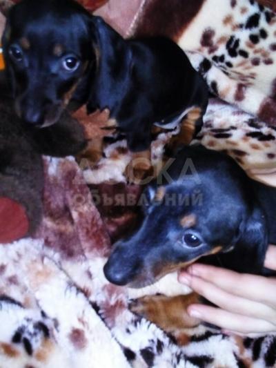 продаю щенков таксы.