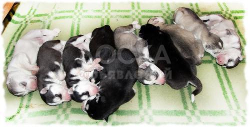 Супеские щенки Сибирский хаски от Чемпионов