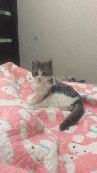 Продаю кота