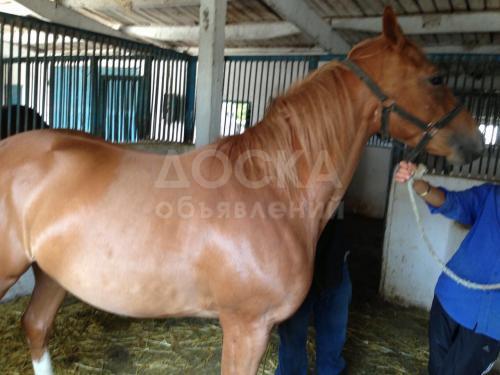 Была украдена Кобыла с жеребенком