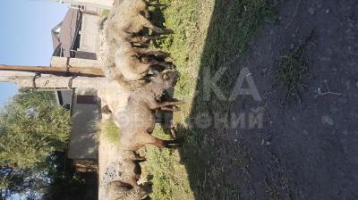 Койлор  матки романовкий