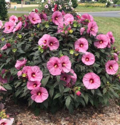 Осенняя посадка на осень.