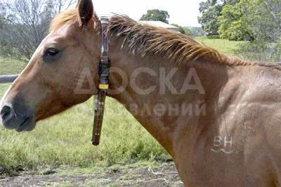 GPS трекер ADM50 для лошади, верблюды, кобылы и КРС