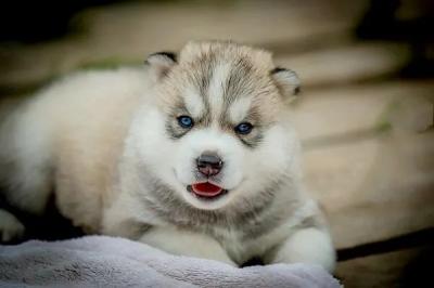 Продается шикарный щенок сибирского хаски