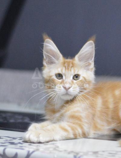 Продаются котята Мэйн Куны.