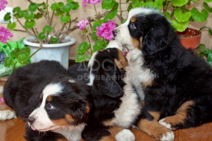 Продаю щенков Бернского Зенненхунда - 3 шт.