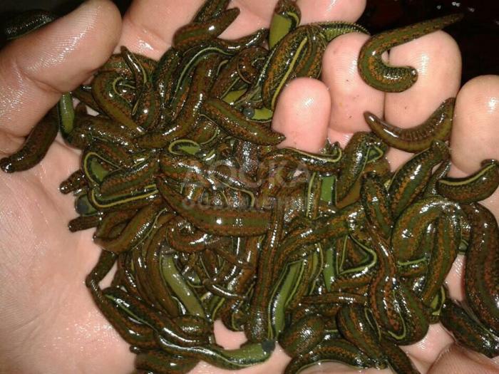 Продаю Медицинский пиявок