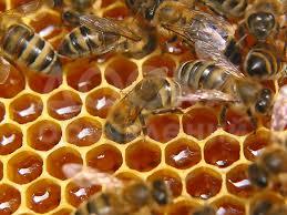 Продаю натуральный, горный мед (бал)