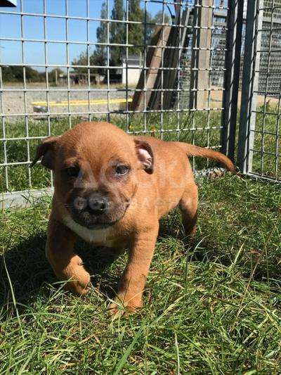 Урожайный стаффордширский бультерьер