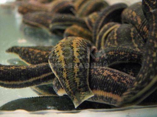 ПИЯВКИ медицинские