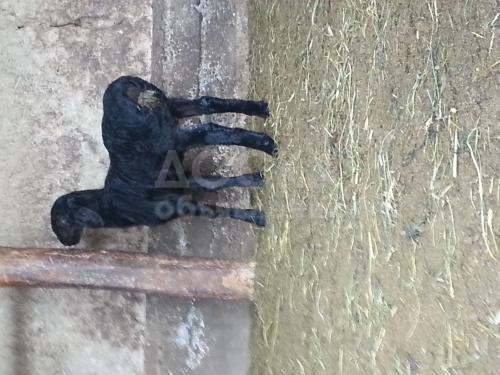 Продаю "Гиссар" баран