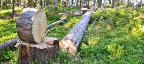Продам бревна сухостоя, Карельская сосна, Кело.