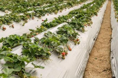 Мульчирующая черно-белая пленка. АКЦИЯ!