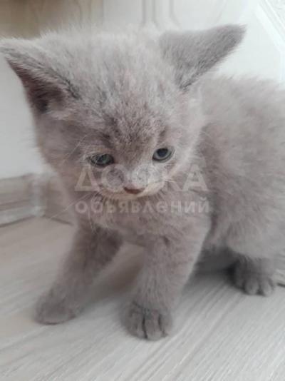 Продаю котят