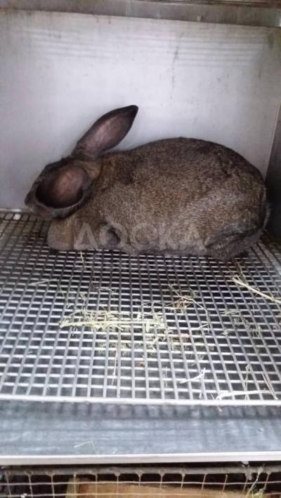 Продаются кролики, возраст 1 год, в отличном состоянии, выращенные в наилучших условиях
