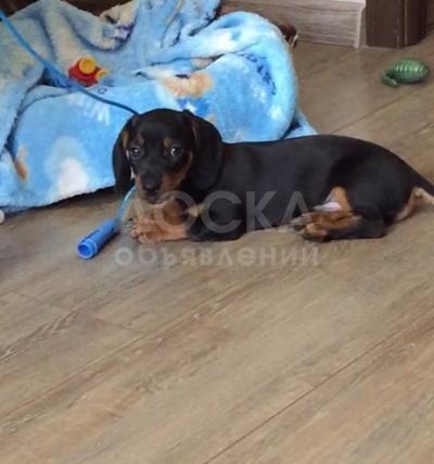 Продаётся щенок таксы