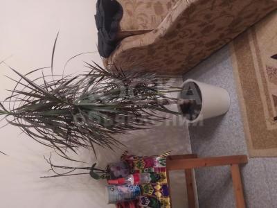 Продаются цветы Диффенбахия и Драцены.