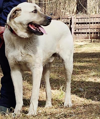 Щенки Кангальской овчарки