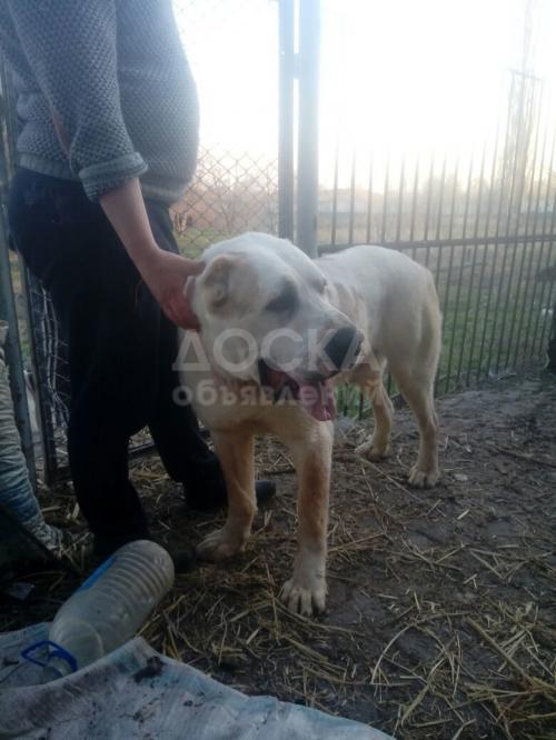 Добротный кобель алабай САО на вязку