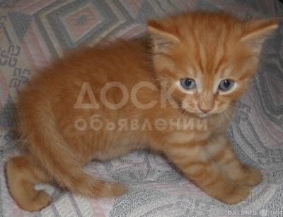 Котята сибирской породы