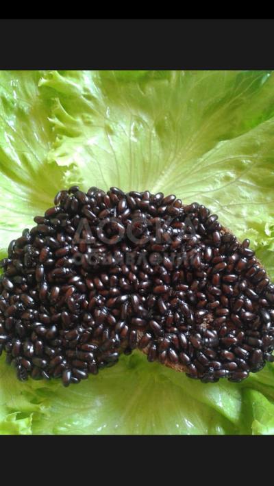 Продаю 
Жук-знахарь