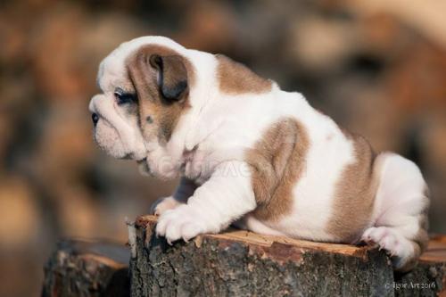 английского бульдога щенки