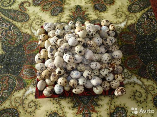 Продаю перепелов. А также перепелиные яйца большие.