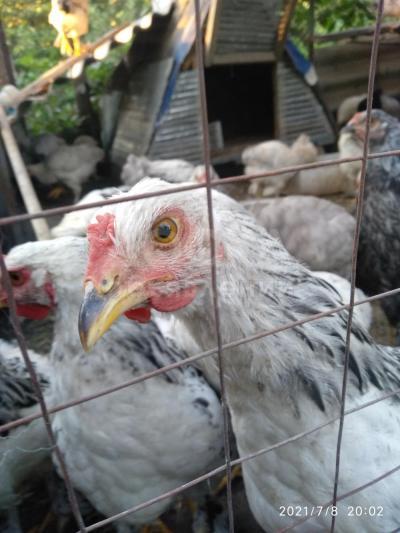 Продам кур брама