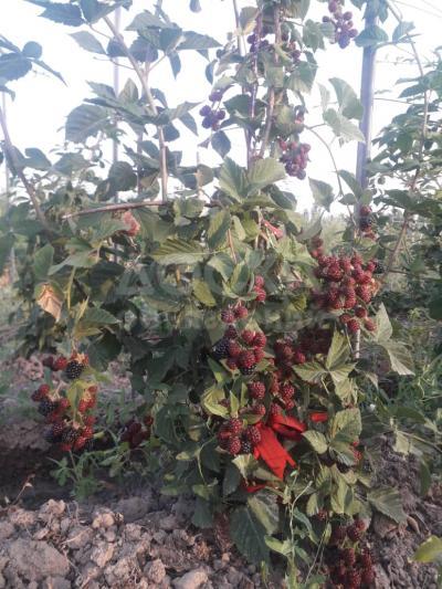 Продаю саженцы Ежемалины!

Сортовая безколючая. Высокая урожайность