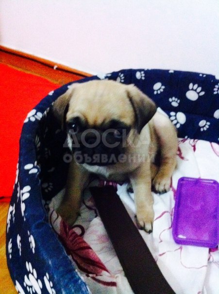 Продаю Мопса!