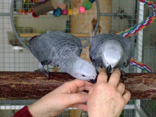 Птенец-выкормыш Краснохвостых Жако