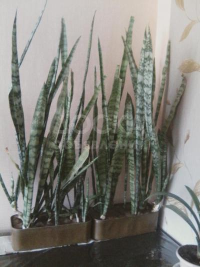 Продаются цветы