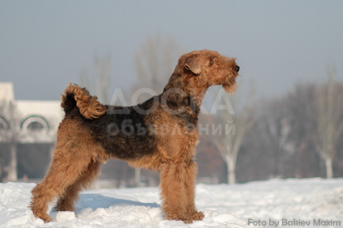 Эрдельтерьер, щенки