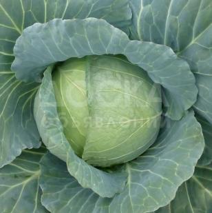 Предлагаем купить семена белокочанной капусты Honka F1 / Хонка F1 фирмы КИТАНО