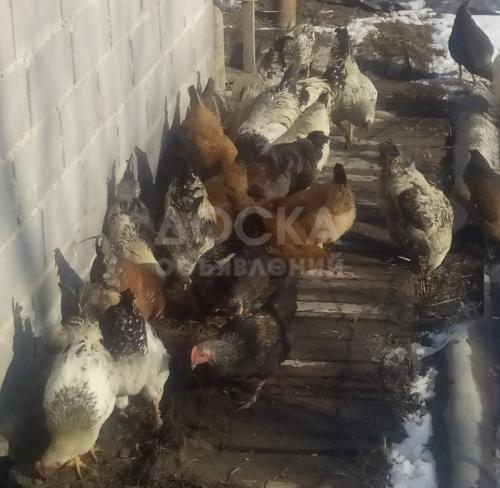 Продаю домашних кур